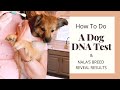 How To Do A Dog DNA Test - Breed Reveal - The Results - My Experience