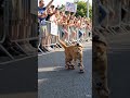 Cat moves on skates funny #usa