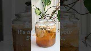 Celebrity Don't forget to feed your SCOBY hotel! #kombucha #scobyhotel #scoby Wealth