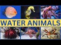 Water animals around the world  water animals for kids