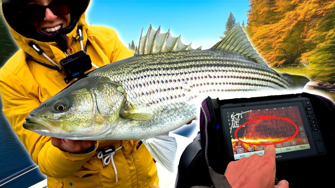 Un outil REVOLUTIONNAIRE pour trouver les POISSONS ? Pêche du Bar Rayé avec 