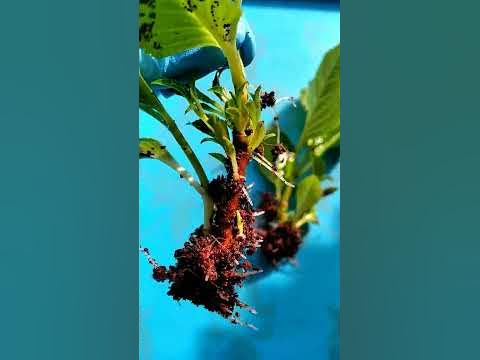 гортензия ТАБЛЕТЕНЗИЯ 🌸 черенки укоренились за месяц🌱 19.02.24 - YouTube