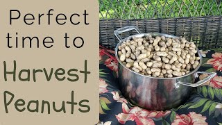 The best four checkpoints for a perfect time to harvest peanuts
