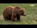 Dans la vallée des geysers à Kamtchatka