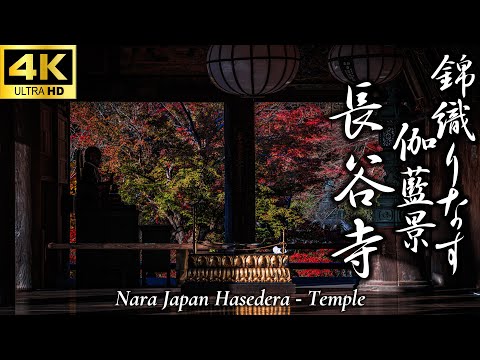 錦織なす伽藍景 長谷寺紅葉2025】額縁に収まる錦秋｜山肌を染める紅葉