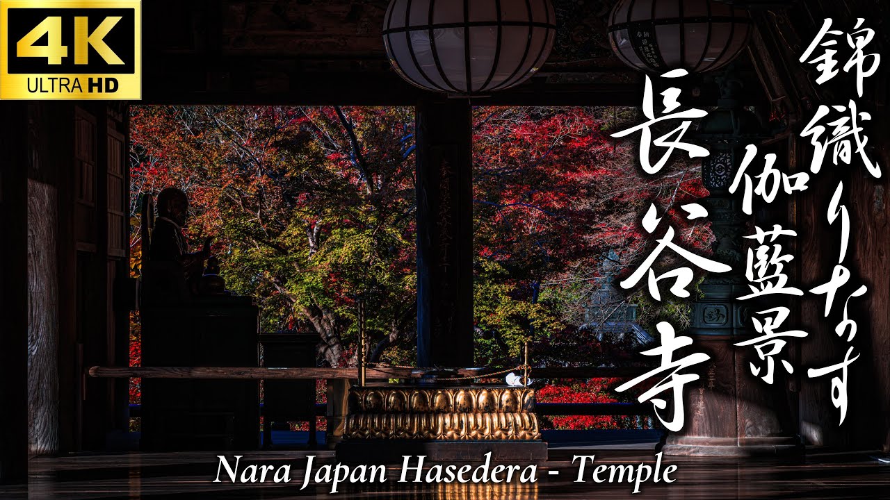 錦織なす伽藍景 長谷寺紅葉2025】額縁に収まる錦秋｜山肌を染める紅葉