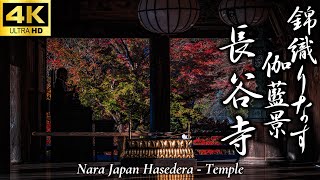 錦織なす伽藍景 長谷寺紅葉2025】額縁に収まる錦秋｜山肌を染める紅葉