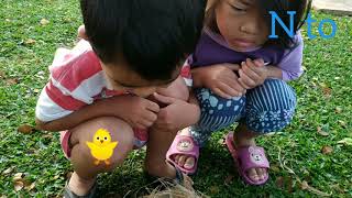 Find Small Chicks In Bird Nests Menemukan Anak Anak Burung Yg Masih Kecil Kecil Dlm Sarang Burung Find Small Chicks In Bird Nests Menemukan Anak Anak Burung Yg Masih Kecil Kecil Dlm Sarang Burung