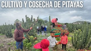 Cultivo y cosecha de Pitayas | Huerta | Fruta exótica 