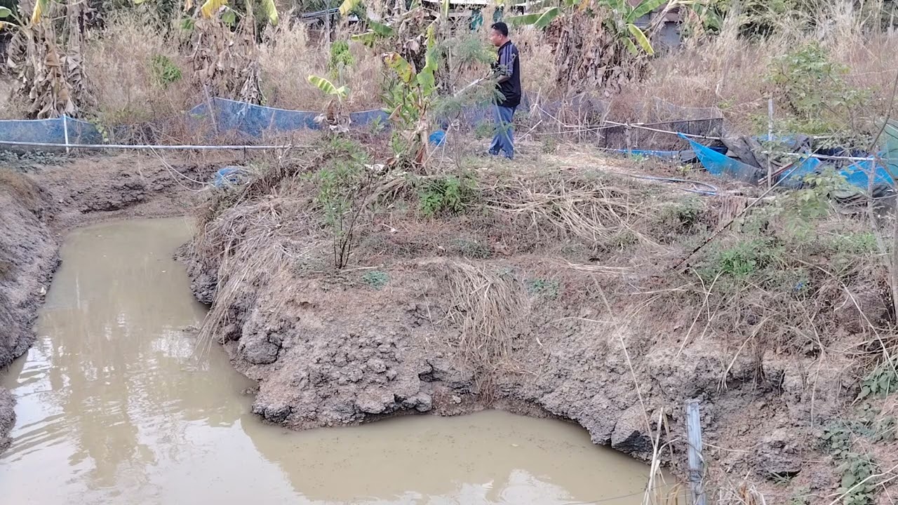 เลี้ยง​ปลา​ใน​คลอง​ไส้ไก่​ ให้อาหารปลา​คลอง​ไส้ไก่​