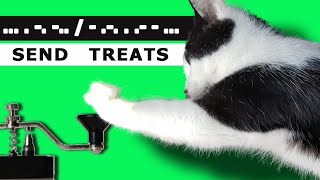 Full The Morse Code Cat News