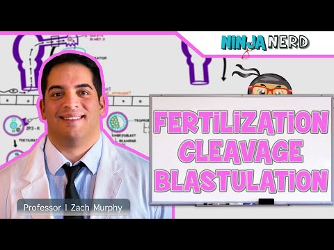 Video: Çfarë nënkuptohet me Blastulation?