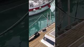 Atlantic 61