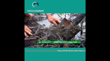 Hạ Tầng Số Xanh & Rừng Net Zero – Song Kiếm Hợp Bích Đưa Việt Nam Tới Tương Lai Bền Vững!