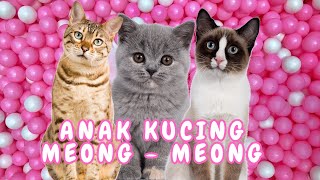 ANAK KUCING MEONG MEONG - kucing lucu banget bikin ngakak KUCING PERSIA LUCU #kucinglucu