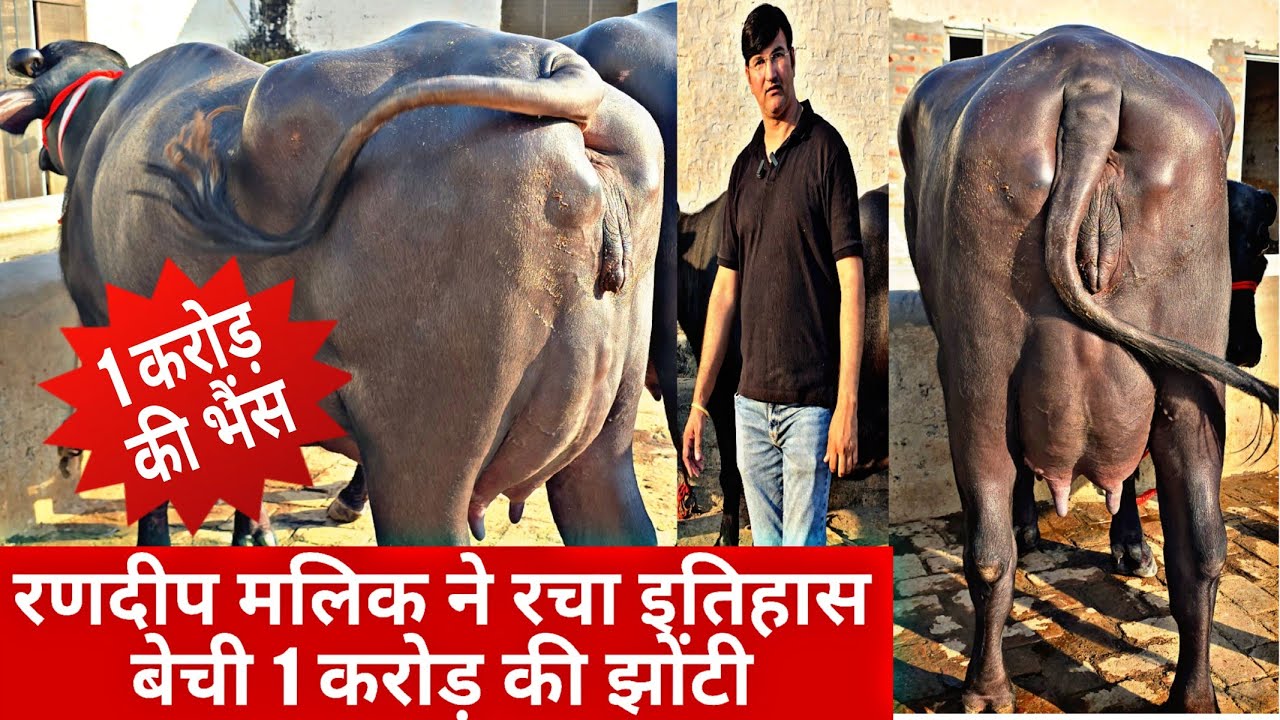 रणदीप मलिक डेयरी फॉर्म ने पशुपालन में रचा इतिहास Sale की 1 करोड़ की झोंटी #Randeep Malik 9817131733