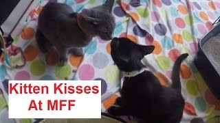 Midwest Fur Fest (MFF) - 2016