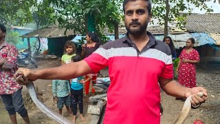 Spectacled Cobra( નાગ ) Rescue at Atgam Snake catcher Mo.+919974366617 Atgam Valsad GJ , 24 hrs