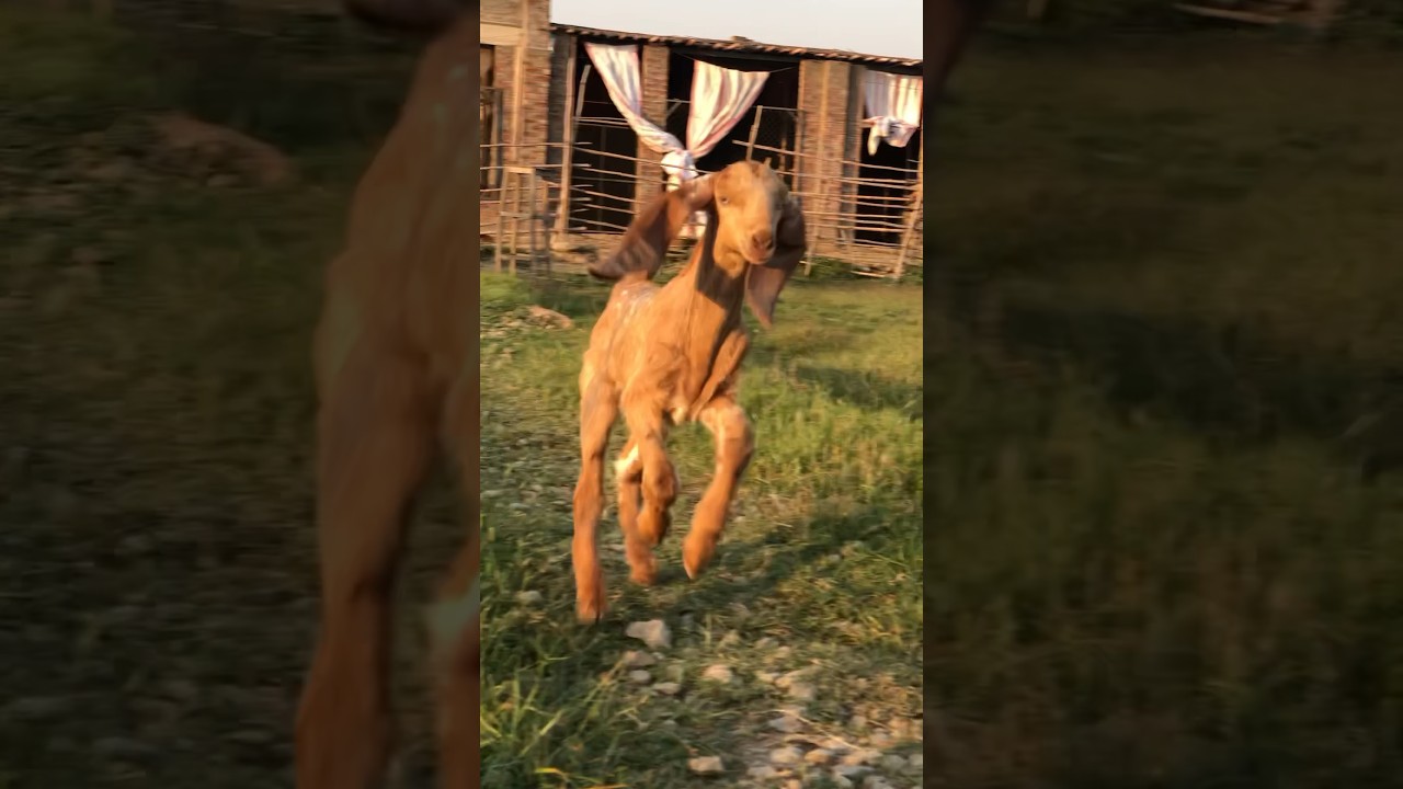 خوبصورت بکری کے بچے #goat #pets #farming