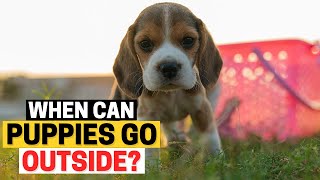 Watch This Before Taking Your Beagle Puppy Outside