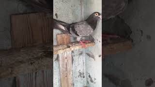 Madrsi kabutar for shel me hai na 55