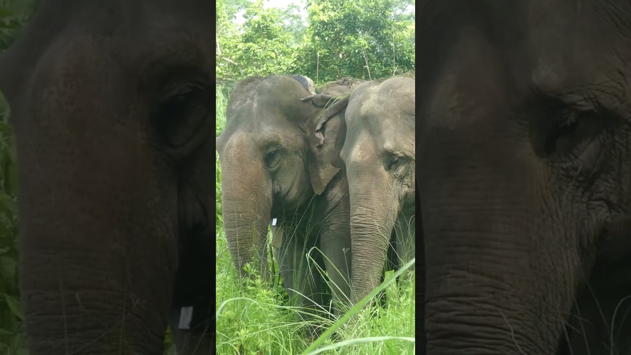 Stand Up 4 Elephants 2024 Monsoon is here