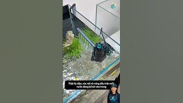 Lọc xoay hút váng dầu cho bể cá làm mặt nước trong veo trở lại #aquarium #youtubeshorts