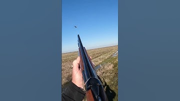 Stella having a stare down with the rooster! #pheasanthunting #hunting #pointer #birdhunting #hunt