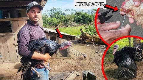 WE BOUGHT A NEW TURKEY, THE DOGS ALMOST KILLED THE TURKEY, MY GOD A CHICKEN WITH A HOOK IN ITS EYE