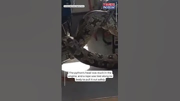 Chilling Video Of Python In School Bus After Eating Baby Goat In UP #shorts