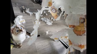 Snow Bengal Katze zerstört Minion Küchenrolle by Phestina 430 views 1 year ago 45 seconds