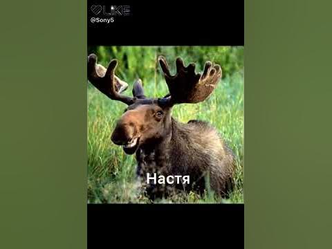 Яка ти тваринка - YouTube