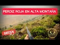 🎥 PERDIZ ROJA EN ALTA MONTAÑA. #CAZA DE PERDIZ.