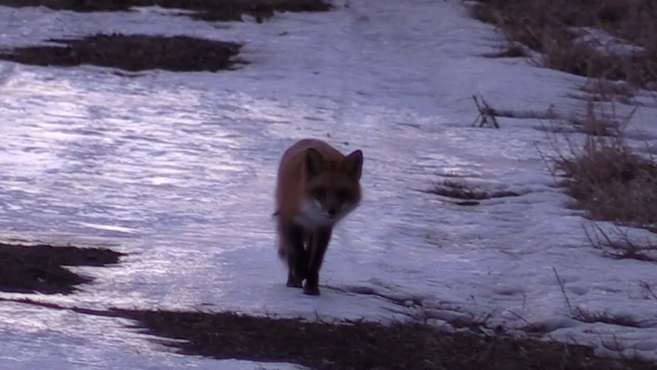 Fox with rabbit in mouth! Call him in to less than 20 yards! AWESOME ...