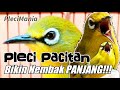 Masteran Pleci Pacitan Nembak Panjang Audio Bening!!!