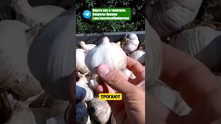 Нельзя сажать озимый чеснок без этого!