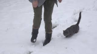 Cat First Time In The Snow by Goodstuff 175 views 3 years ago 43 seconds