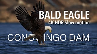 BALD EAGLE | Conowingo Dam 2021 | 4K 120P Slow motion