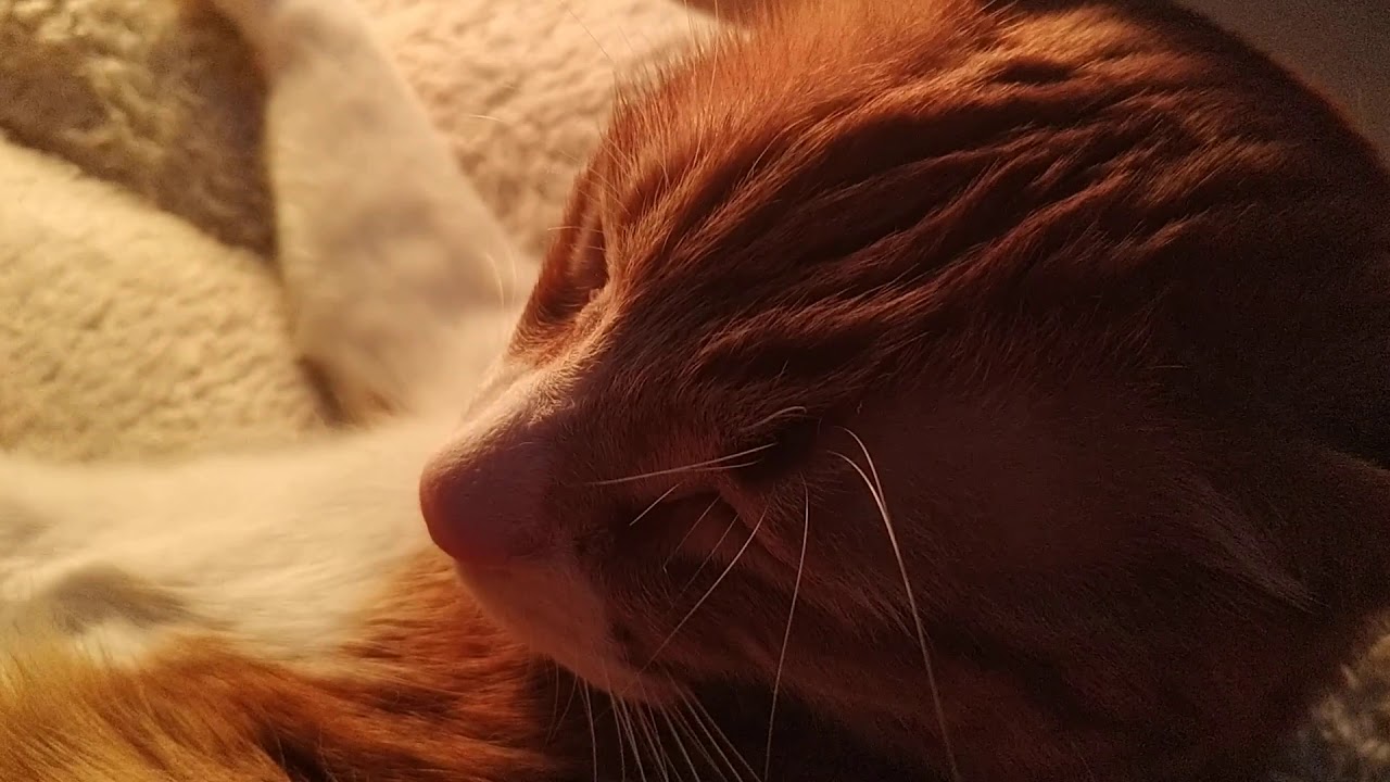 Cat's nap - YouTube