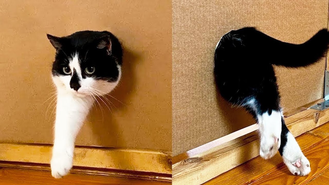 Funny Cat Videos Daily 😹 – Try Not To Laugh Part 17