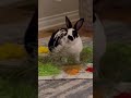 Bunny loves her hay! #bunny