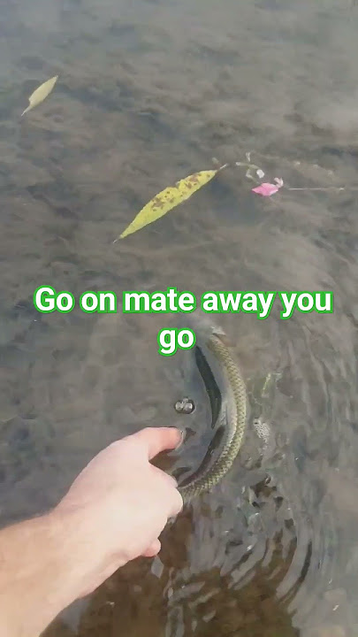 catching chub on the stickfloat River dearne Barnsley. #riverfish #fish #riverfishing