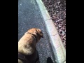 Quick walk with a guide dog