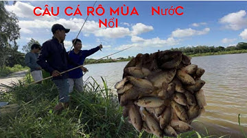 Nghệ thuật câu cá rô đồng mùa nước nổi ￼@utdeodongthap 