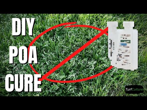 วีดีโอ: Poa Annua Grass Control - ลด Poa Annua ในสนามหญ้า