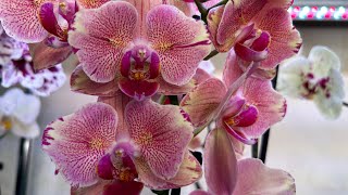 Освещение для Орхидей ( ответы на вопросы зрителей )