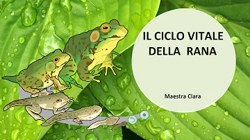 Qual è la specie della rana?