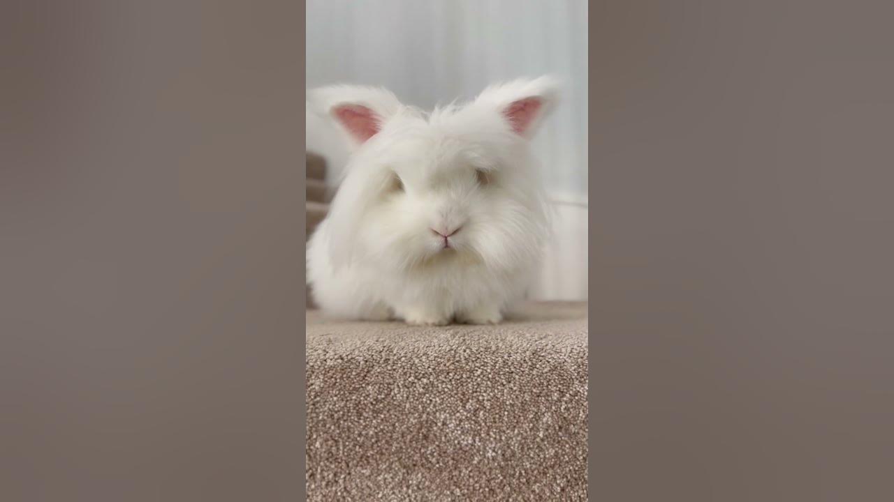 Curious bunnies don't eat the carpet princesses! funnyrabbits YouTube