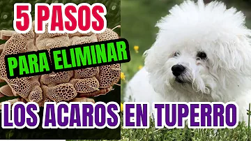 ¿Cómo puedo saber si mi perro me ha contagiado los ácaros?