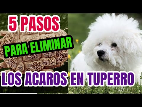 🐶Ácaros en perros: síntomas, tratamiento y remedios caseros/ PASOS SENCILLOS para eliminar Ácaros hqdefault